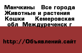 Манчкины - Все города Животные и растения » Кошки   . Кемеровская обл.,Междуреченск г.